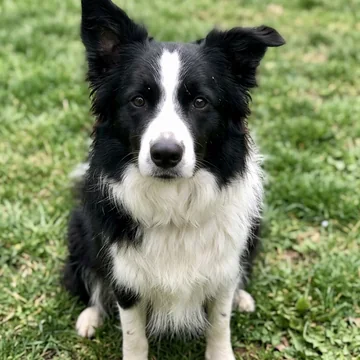 Original photo of the border collie